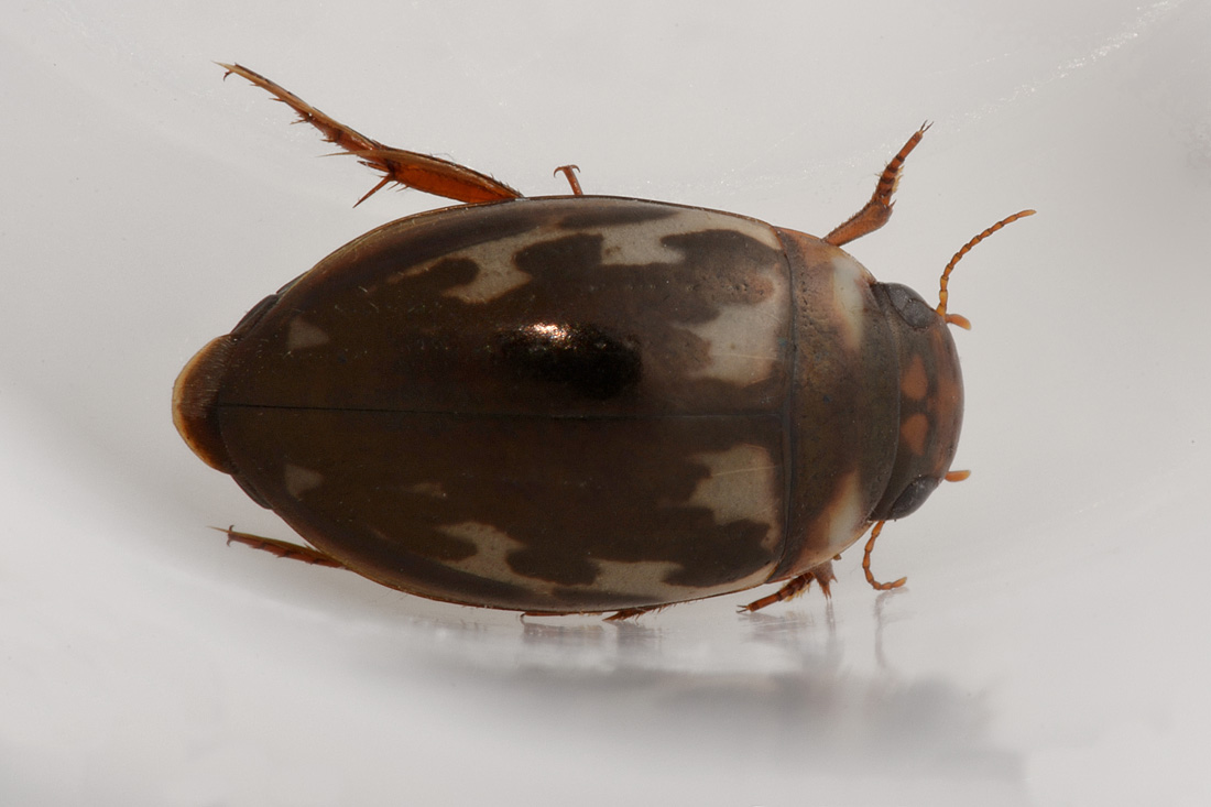 Dytiscidae: Platambus maculatus?  Sì !